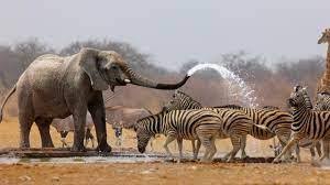 Yankari Game Reserve, Bauchi